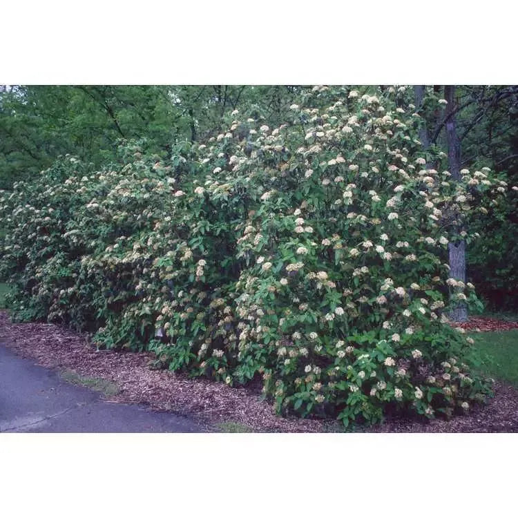 Viburnum Rhytidophylloides 'alleghany' - View 32 from www redcrocus com