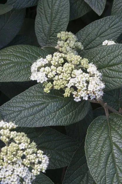 Viburnum Rhytidophylloides 'alleghany' - View 34 from www redcrocus com