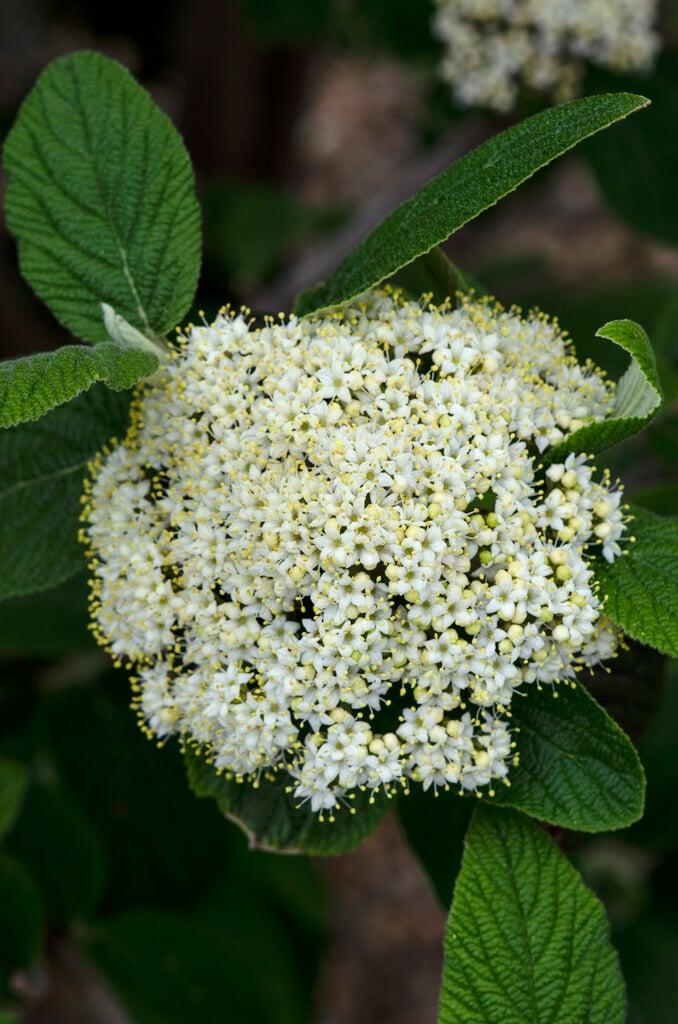 Viburnum Rhytidophylloides 'alleghany' - View 35 from www redcrocus com