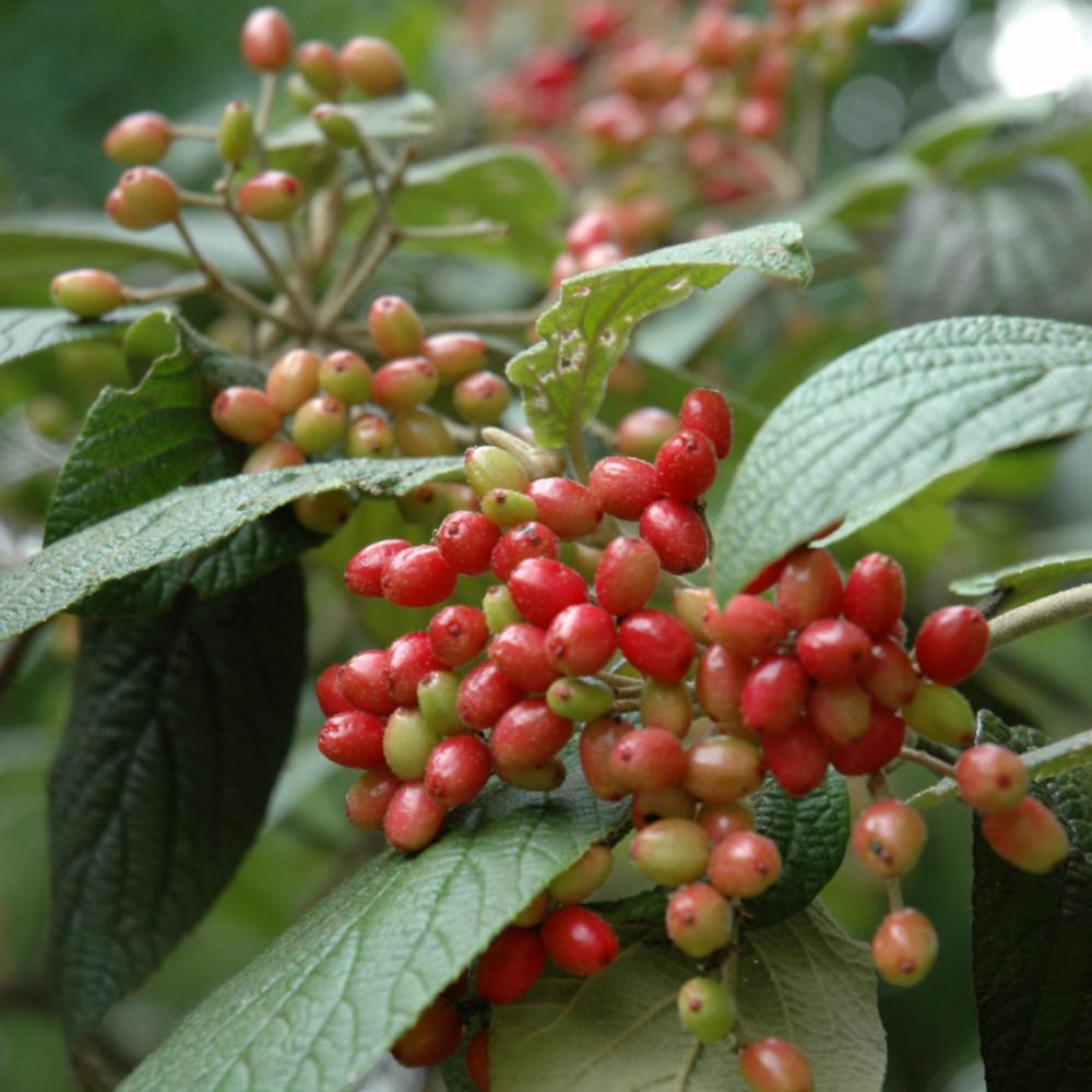 Viburnum Rhytidophylloides 'alleghany' - View 36 from www redcrocus com