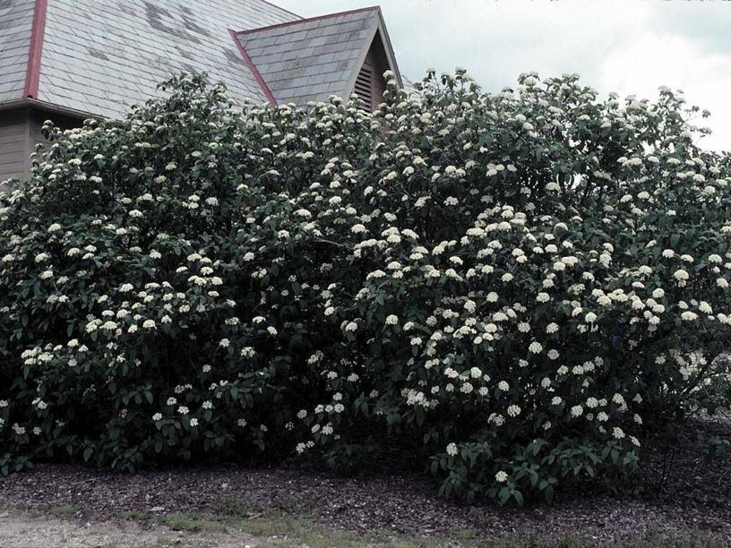 Viburnum Rhytidophylloides 'alleghany' - View 3 from www redcrocus com