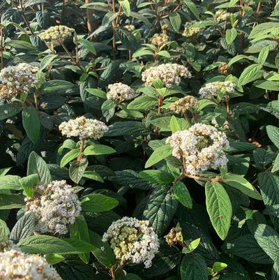 Viburnum Rhytidophylloides 'alleghany' - View 4 from www redcrocus com