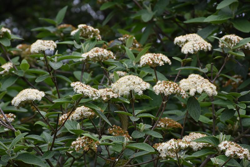Viburnum Rhytidophylloides 'alleghany' - View 5 from www redcrocus com
