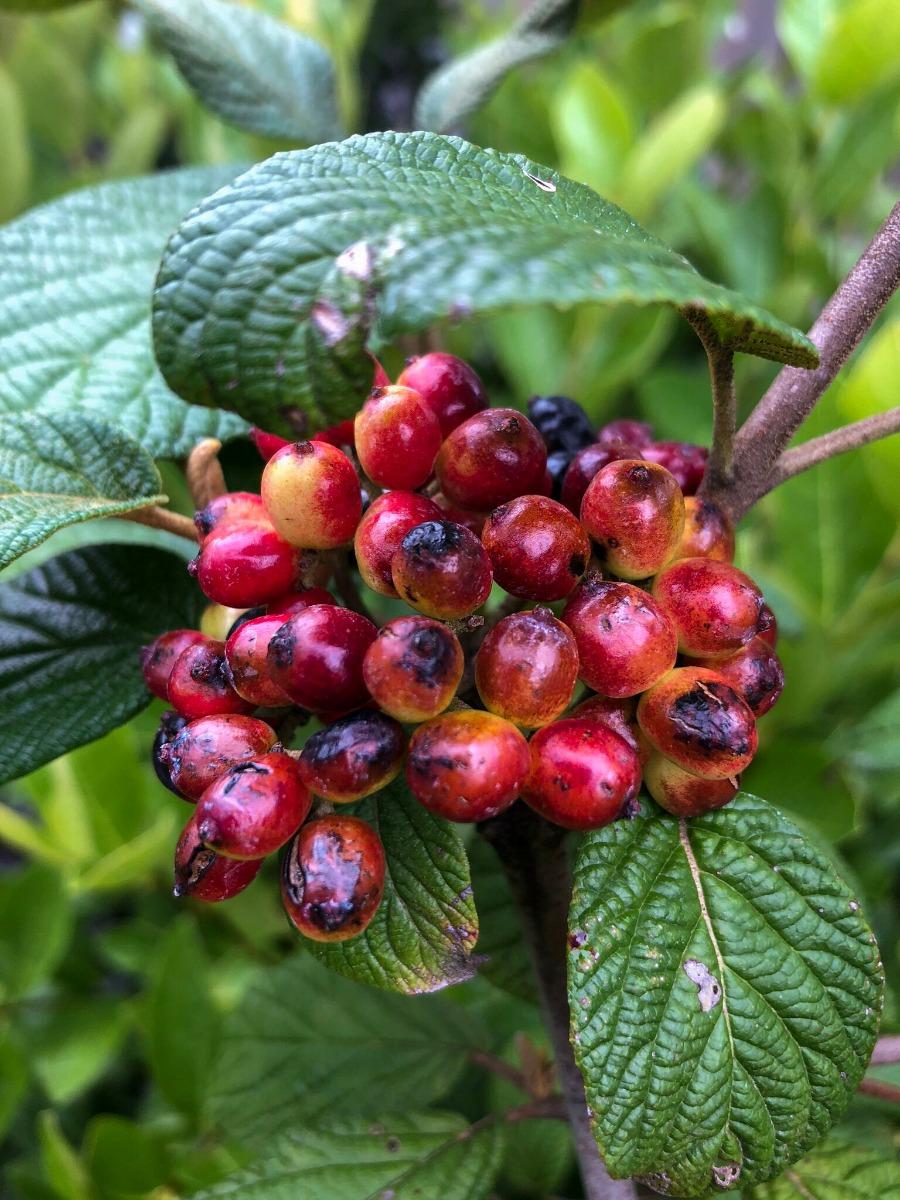 Viburnum Rhytidophylloides 'alleghany' - View 7 from www redcrocus com