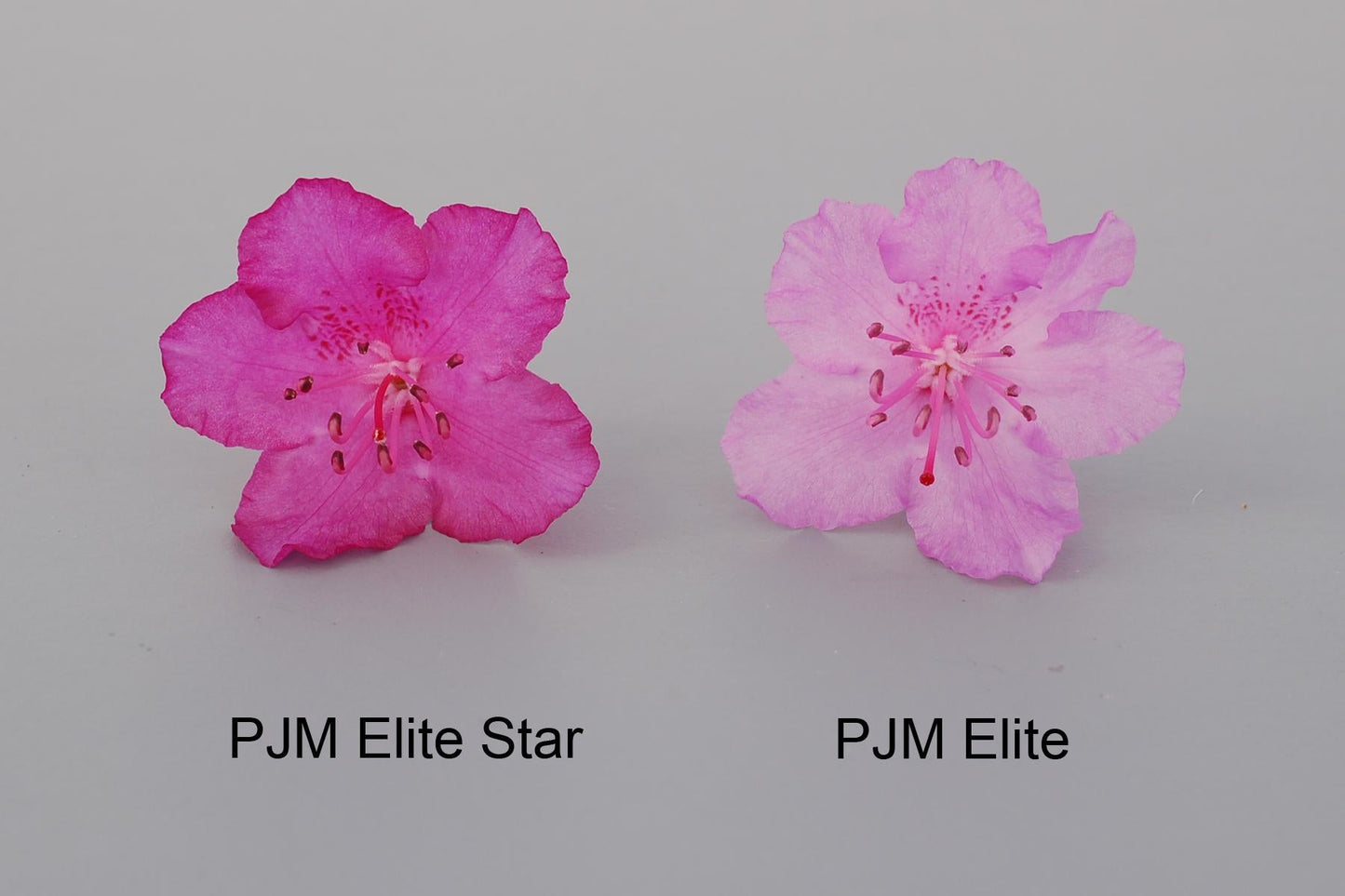 Rhododendron 'pjm Elite Star' - View 13 from www redcrocus com