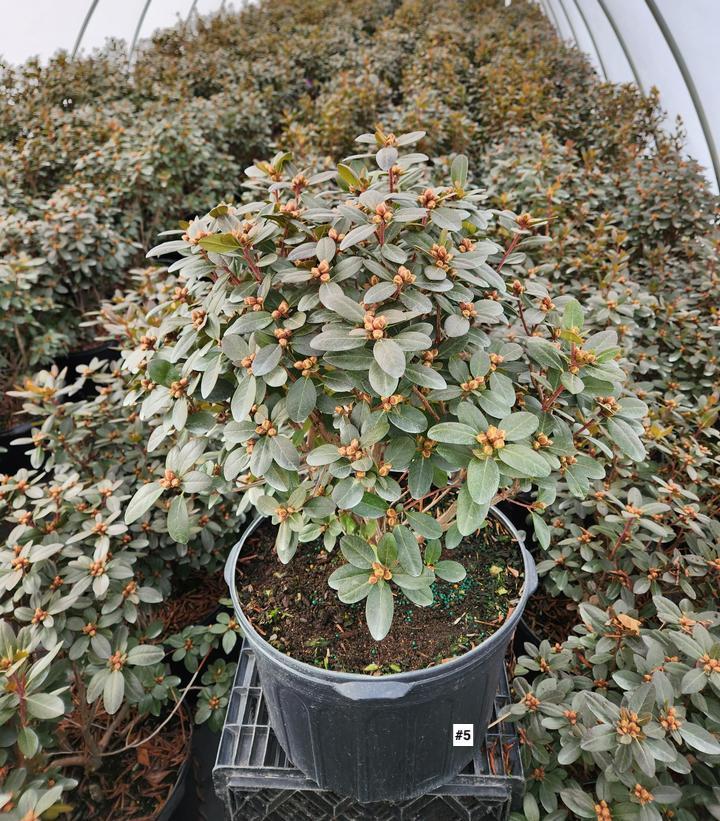 Rhododendron 'pjm Elite Star' - View 14 from www redcrocus com