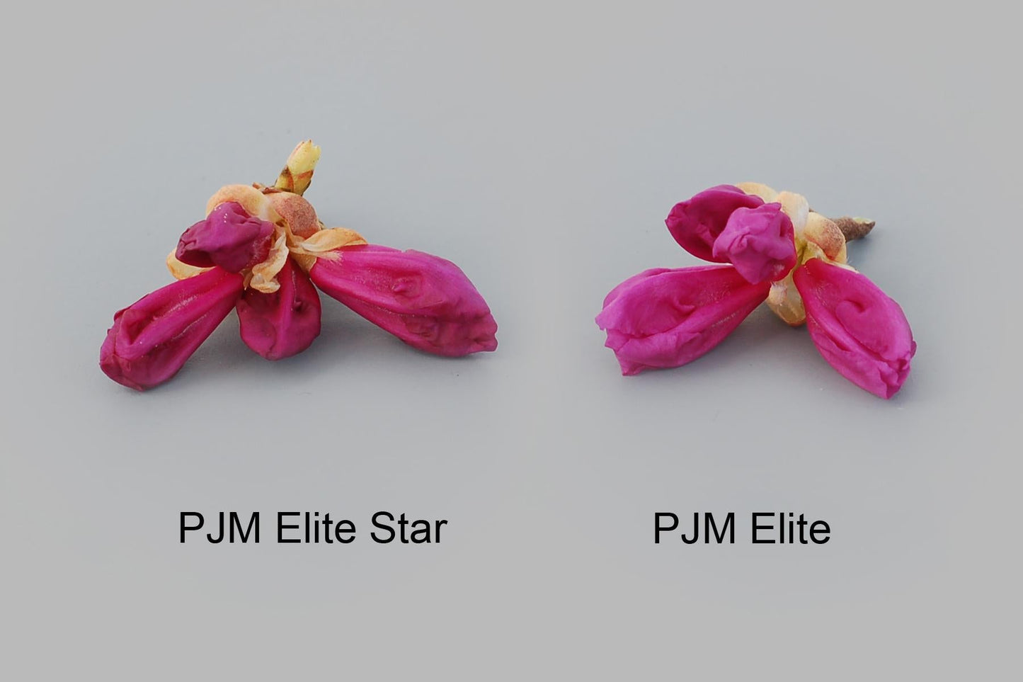 Rhododendron 'pjm Elite Star' - View 16 from www redcrocus com
