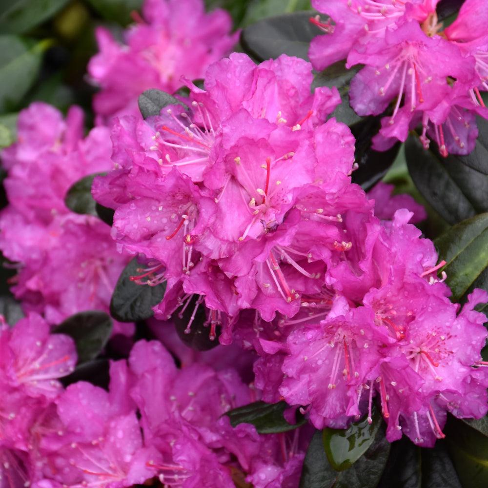 Rhododendron 'pjm Elite Star' - View 17 from www redcrocus com
