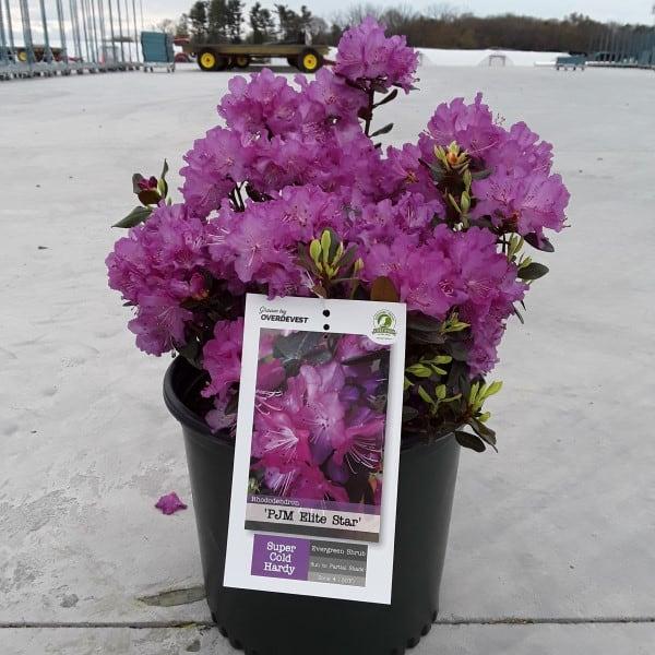 Rhododendron 'pjm Elite Star' - View 18 from www redcrocus com