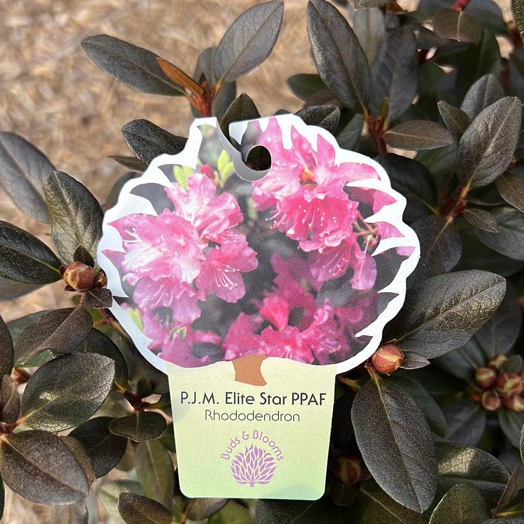 Rhododendron 'pjm Elite Star' - View 19 from www redcrocus com