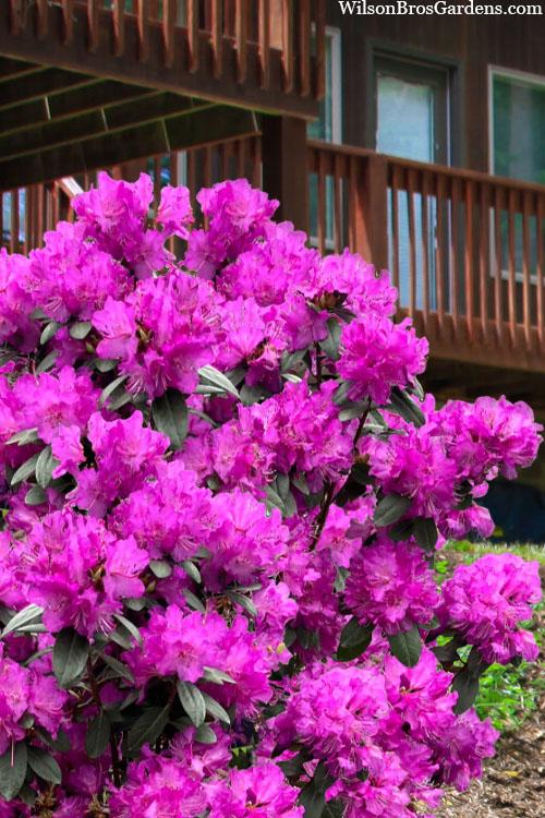 Rhododendron 'pjm Elite Star' - View 1 from www redcrocus com