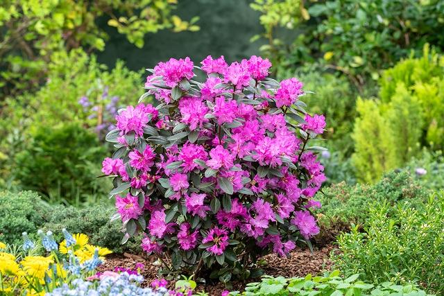 Rhododendron 'pjm Elite Star' - View 20 from www redcrocus com