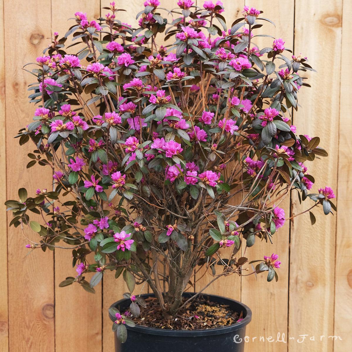 Rhododendron 'pjm Elite Star' - View 21 from www redcrocus com