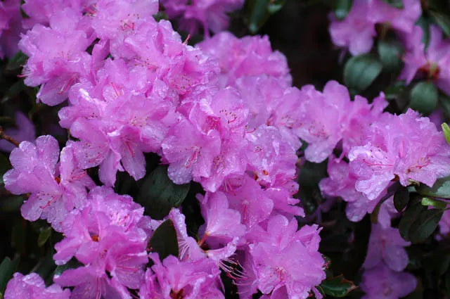 Rhododendron 'pjm Elite Star' - View 22 from www redcrocus com
