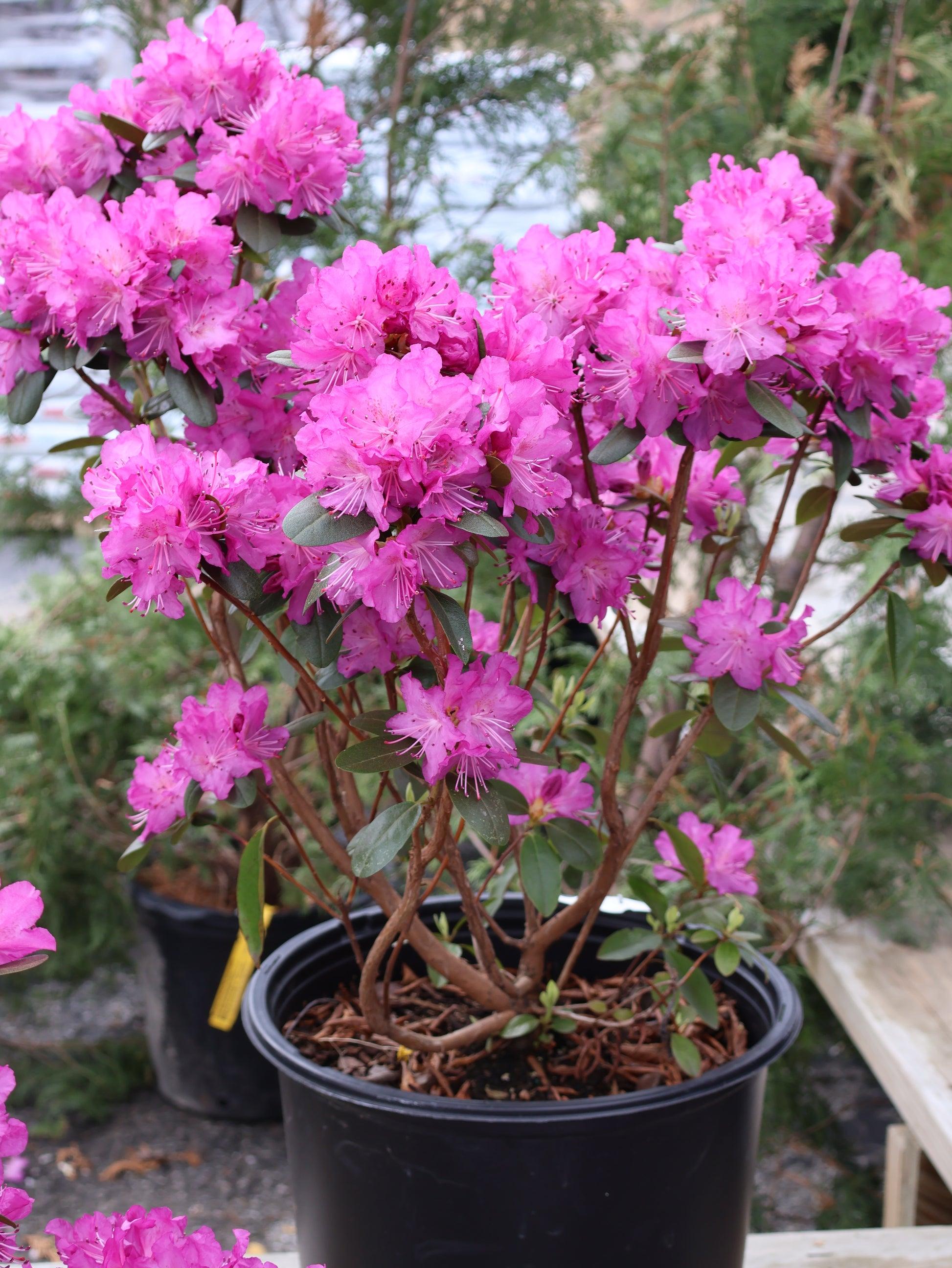 Rhododendron 'pjm Elite Star' - View 28 from www redcrocus com