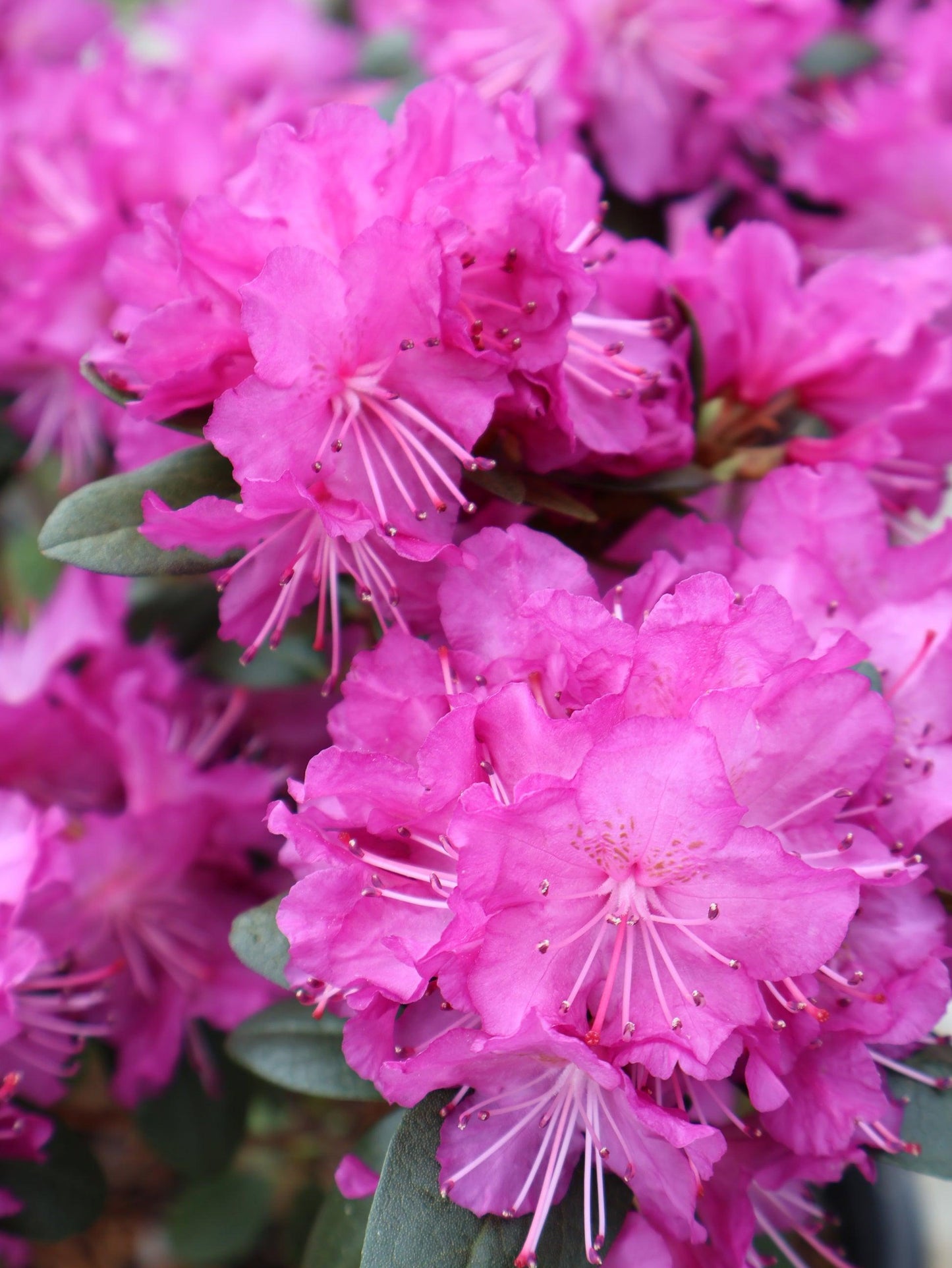 Rhododendron 'pjm Elite Star' - View 29 from www redcrocus com