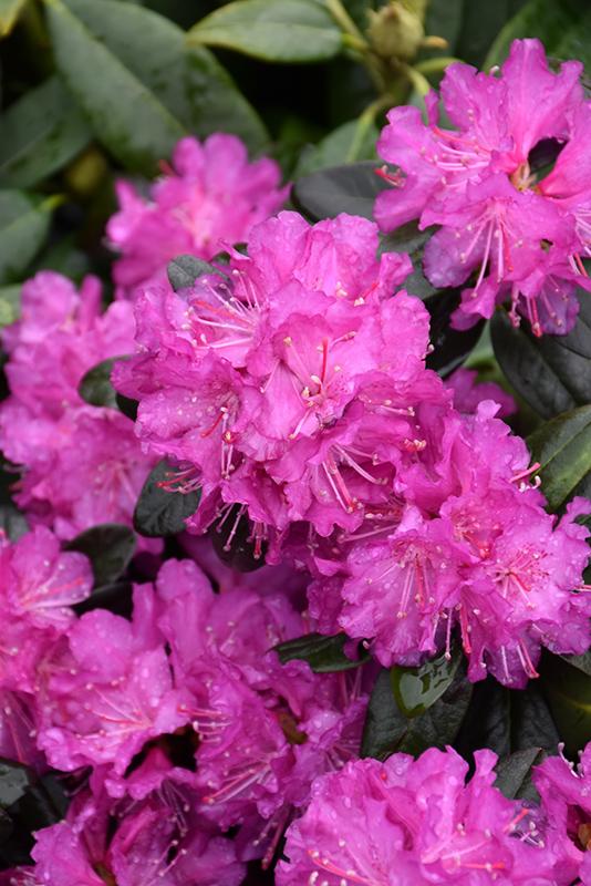 Rhododendron 'pjm Elite Star' - View 2 from www redcrocus com