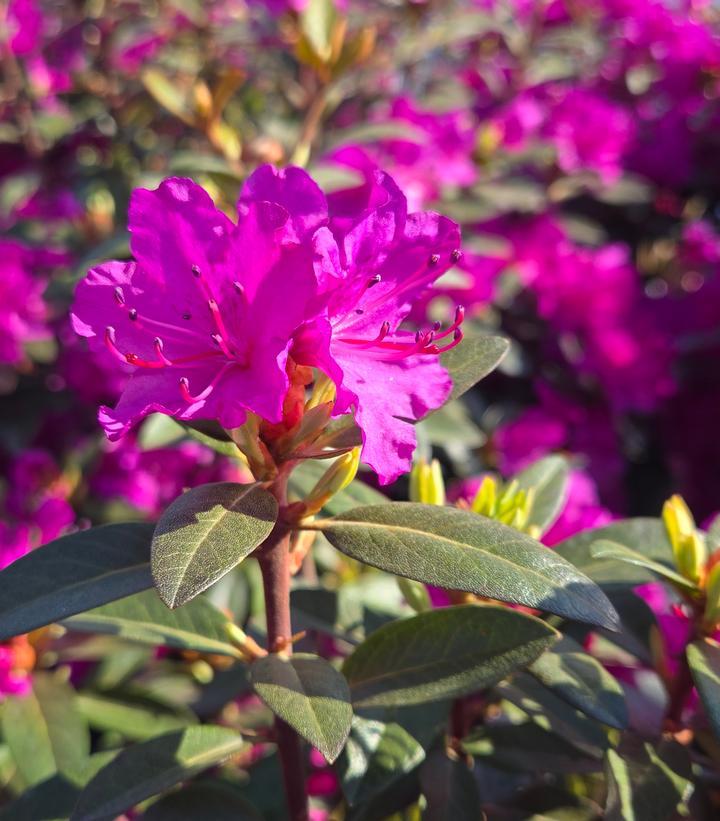 Rhododendron 'pjm Elite Star' - View 30 from www redcrocus com