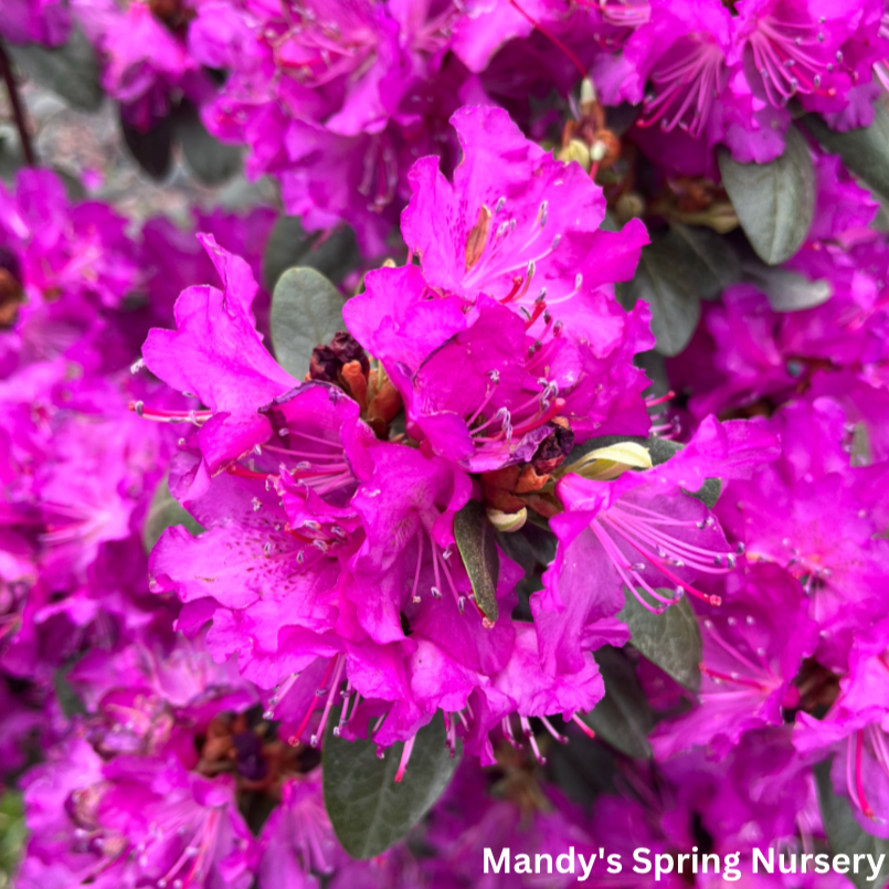 Rhododendron 'pjm Elite Star' - View 35 from www redcrocus com