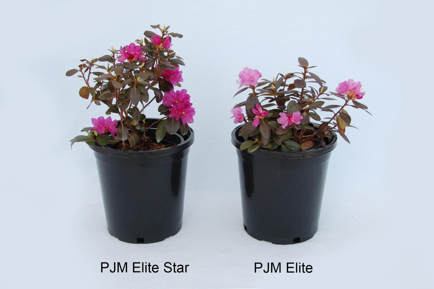 Rhododendron 'pjm Elite Star' - View 8 from www redcrocus com
