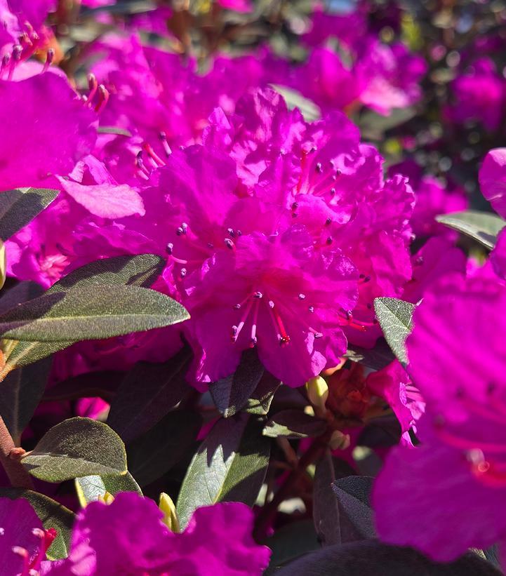 Rhododendron 'pjm Elite Star' - View 9 from www redcrocus com