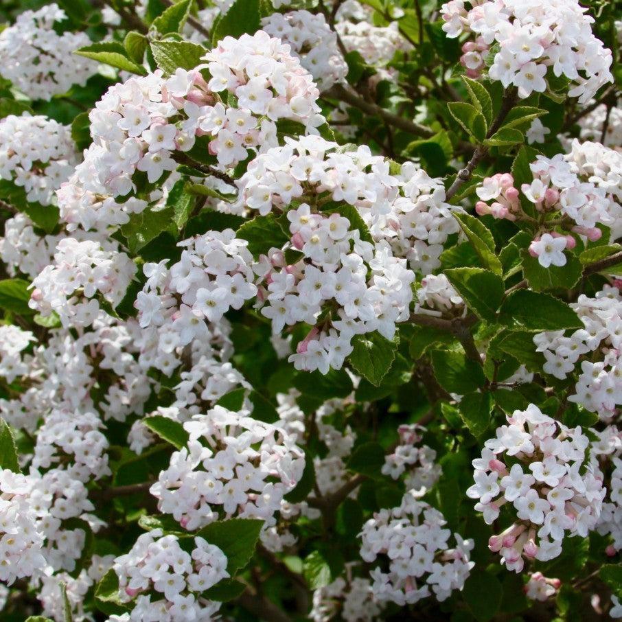 Viburnum Carlesii 'sugar N' Spice' - View 10 from www redcrocus com