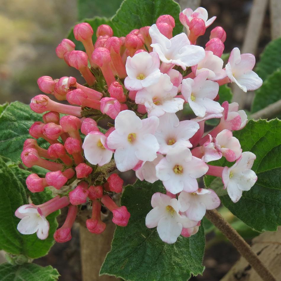 Viburnum Carlesii 'sugar N' Spice' - View 11 from www redcrocus com