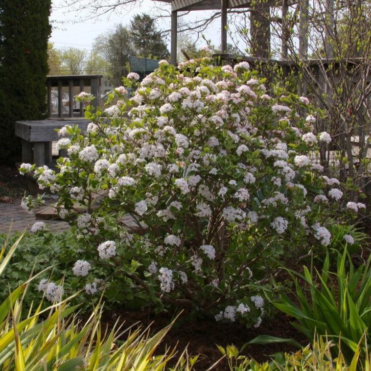Viburnum Carlesii 'sugar N' Spice' - View 12 from www redcrocus com