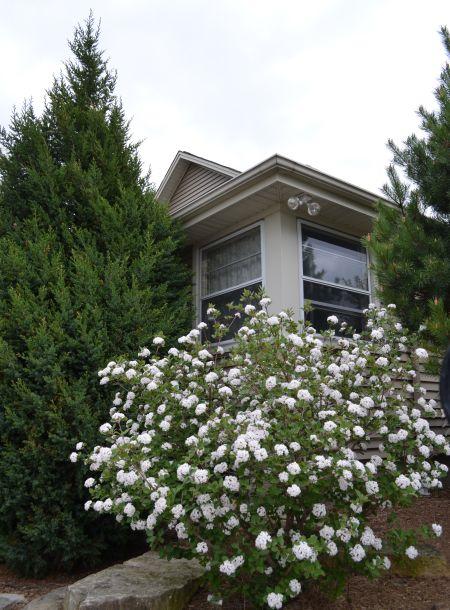 Viburnum Carlesii 'sugar N' Spice' - View 13 from www redcrocus com