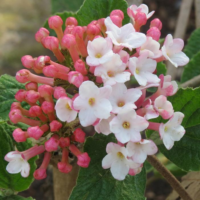 Viburnum Carlesii 'sugar N' Spice' - View 15 from www redcrocus com