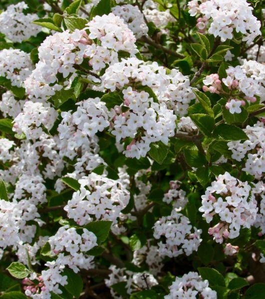 Viburnum Carlesii 'sugar N' Spice' - View 16 from www redcrocus com