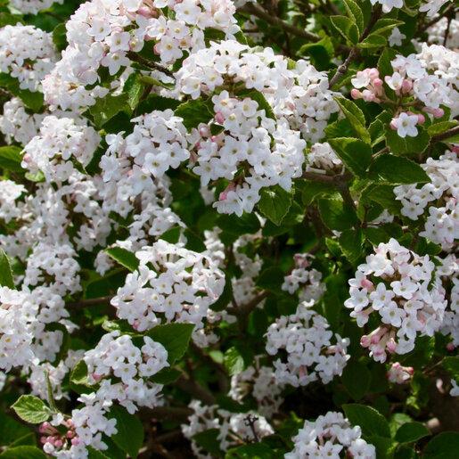Viburnum Carlesii 'sugar N' Spice' - View 19 from www redcrocus com