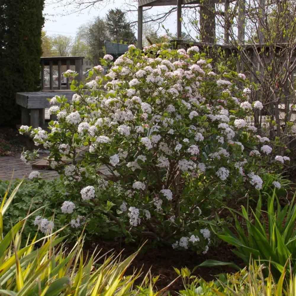 Viburnum Carlesii 'sugar N' Spice' - View 1 from www redcrocus com