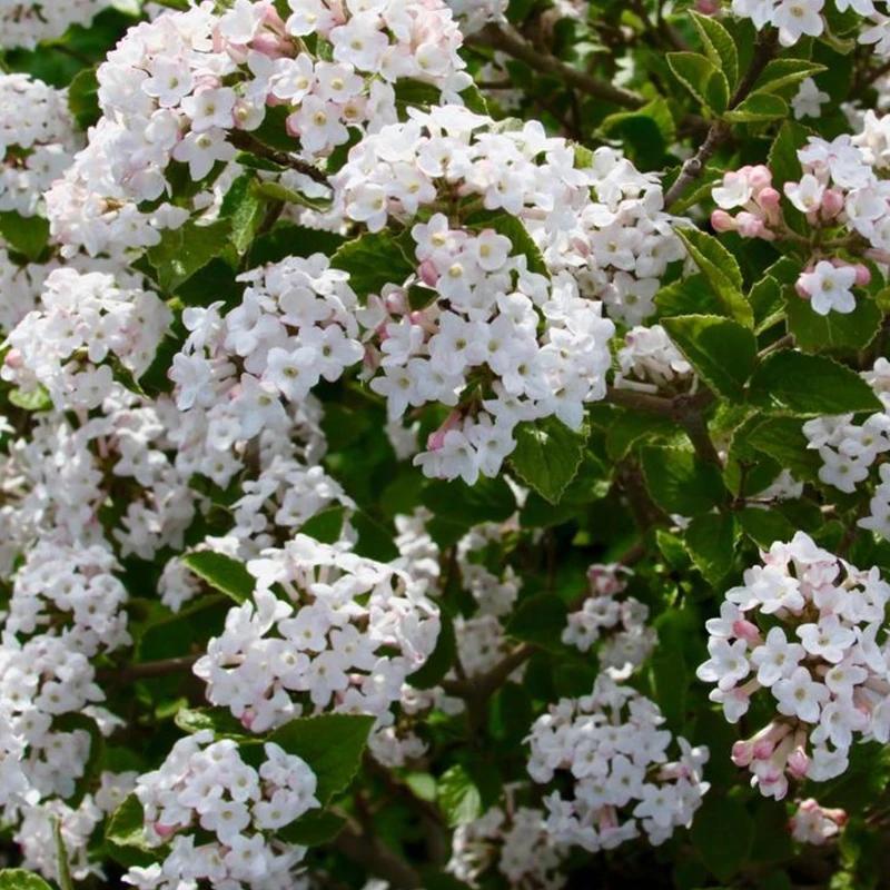 Viburnum Carlesii 'sugar N' Spice' - View 20 from www redcrocus com