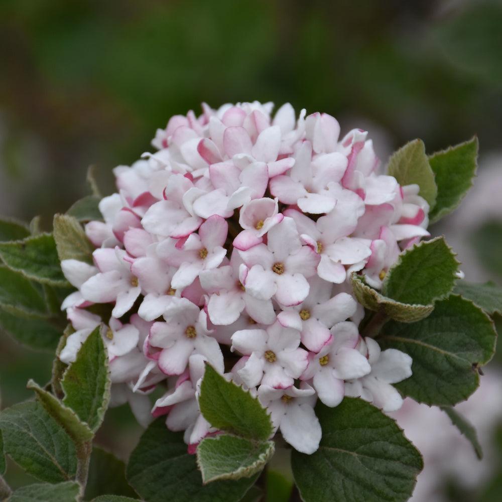 Viburnum Carlesii 'sugar N' Spice' - View 27 from www redcrocus com