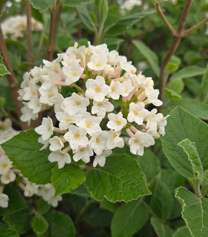 Viburnum Carlesii 'sugar N' Spice' - View 32 from www redcrocus com