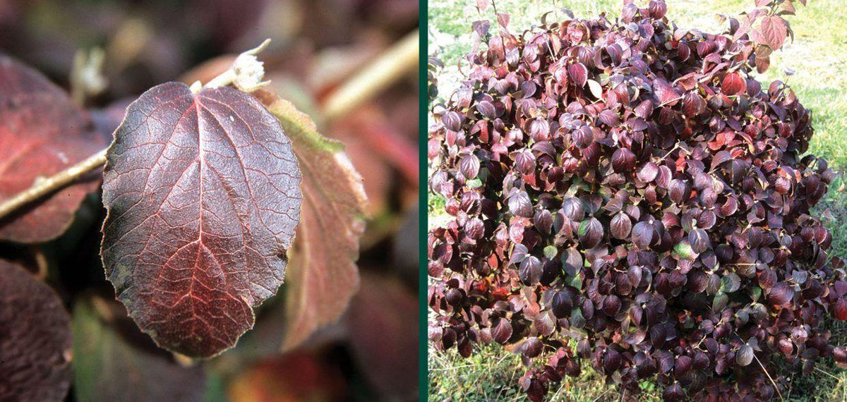 Viburnum Carlesii 'sugar N' Spice' - View 6 from www redcrocus com