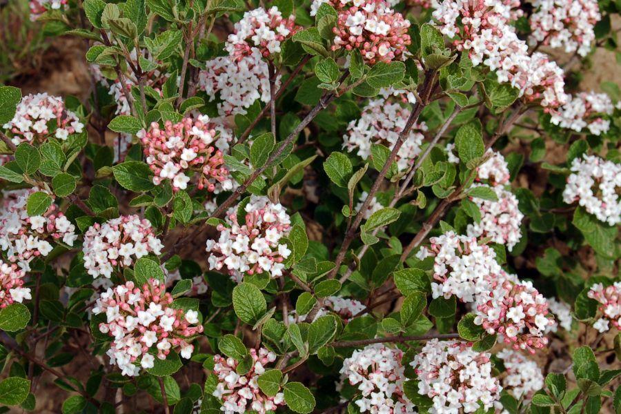 Viburnum Carlesii 'sugar N' Spice' - View 7 from www redcrocus com