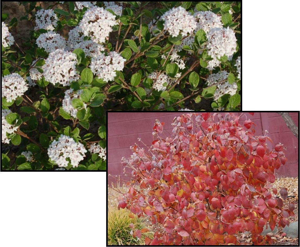 Viburnum Carlesii 'sugar N' Spice' - View 9 from www redcrocus com
