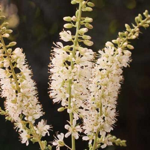 Clethra Alnifolia Vanilla Spice - View 10 from www redcrocus com