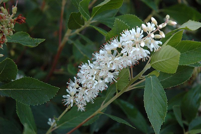 Clethra Alnifolia Vanilla Spice - View 12 from www redcrocus com