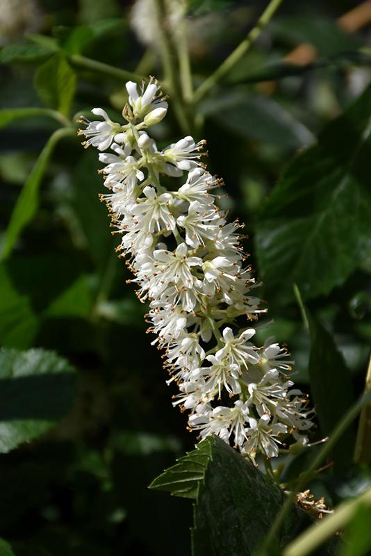 Clethra Alnifolia Vanilla Spice - View 15 from www redcrocus com