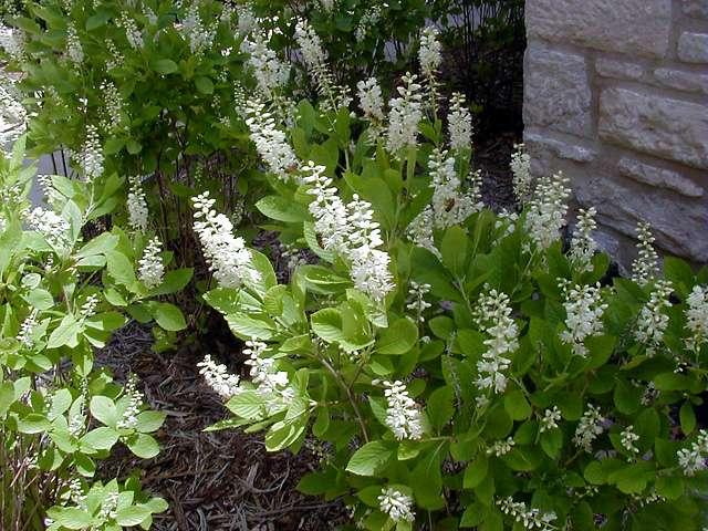Clethra Alnifolia Vanilla Spice - View 16 from www redcrocus com