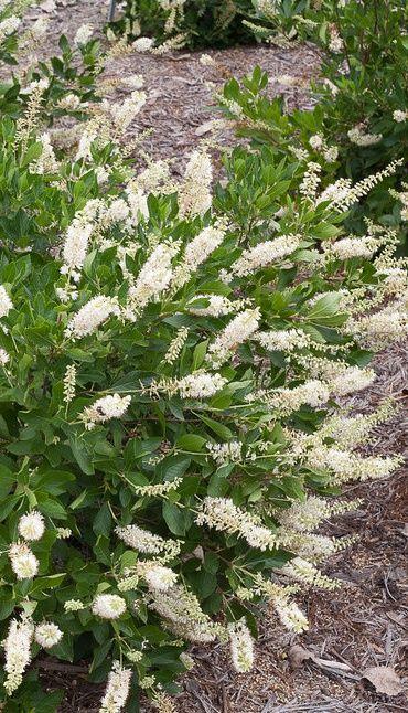Clethra Alnifolia Vanilla Spice - View 17 from www redcrocus com