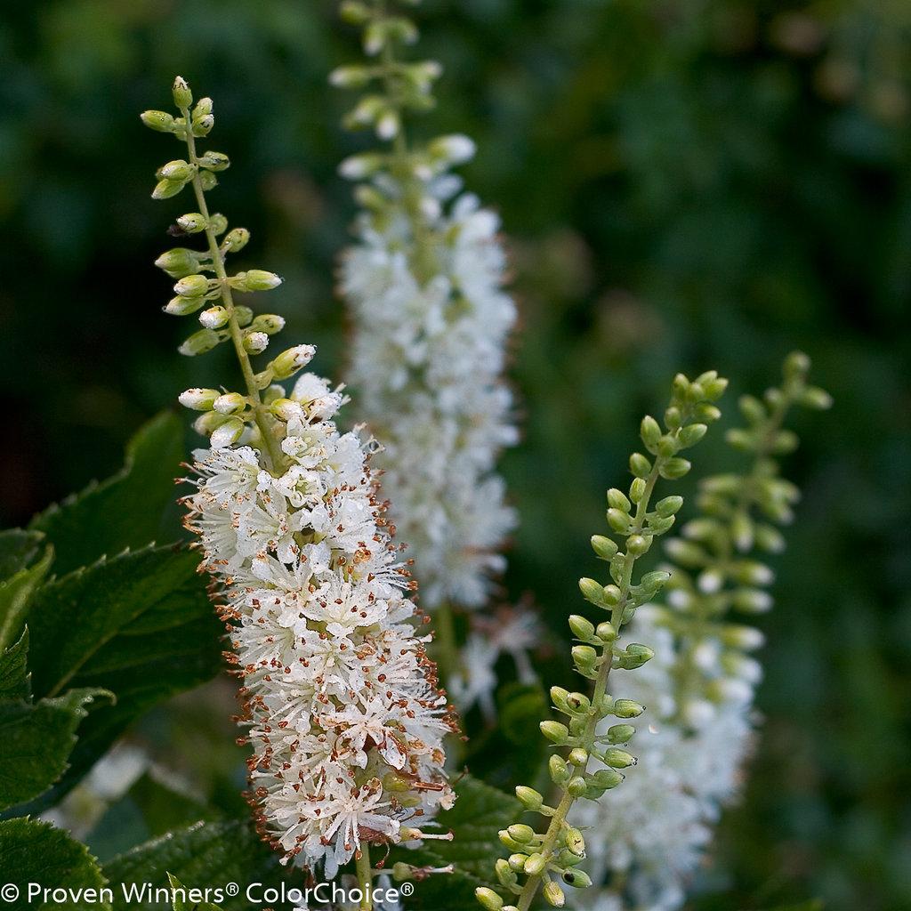 Clethra Alnifolia Vanilla Spice - View 2 from www redcrocus com