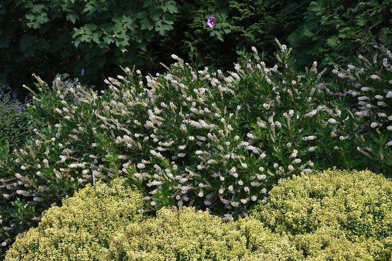 Clethra Alnifolia Vanilla Spice - View 3 from www redcrocus com