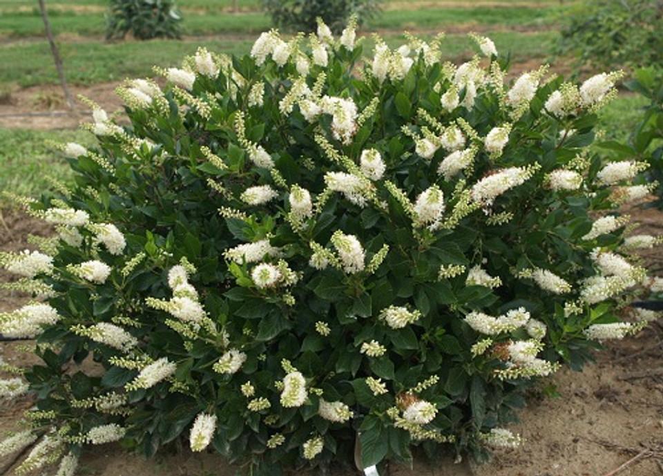 Clethra Alnifolia Vanilla Spice - View 5 from www redcrocus com