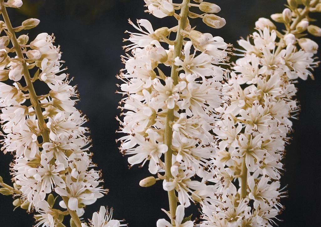 Clethra Alnifolia Vanilla Spice - View 6 from www redcrocus com