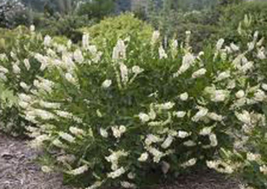 Clethra Alnifolia Vanilla Spice - View 7 from www redcrocus com