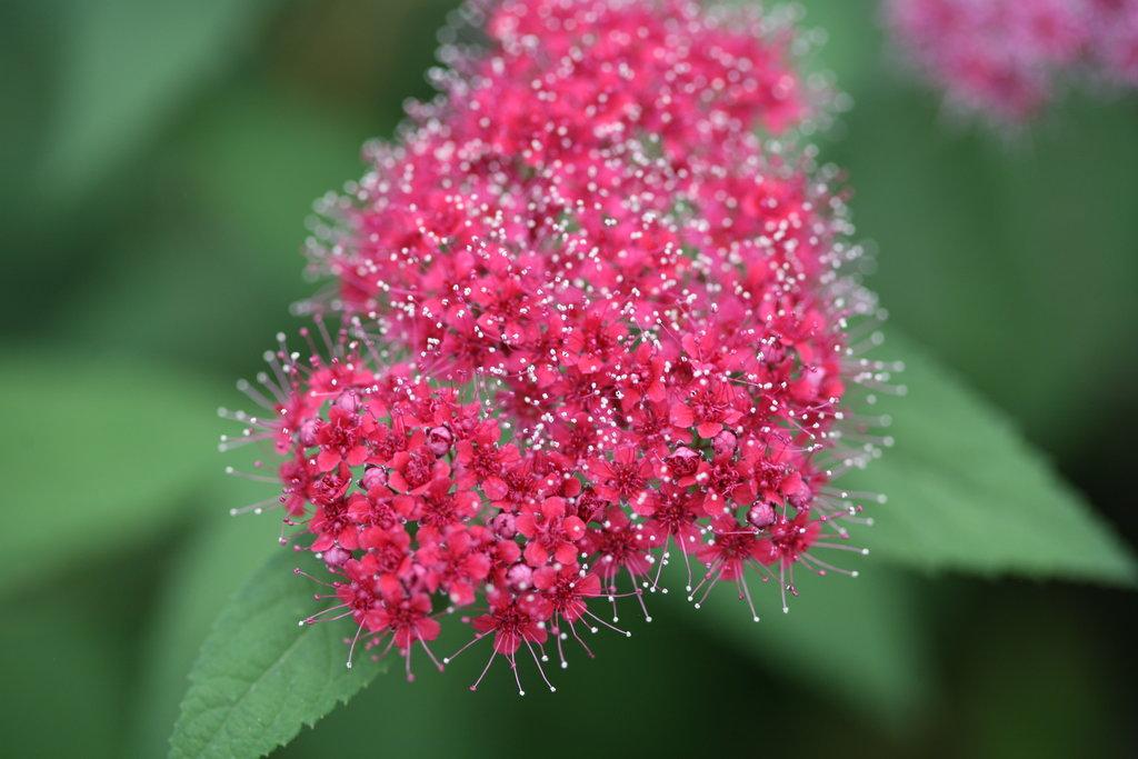 Spirea Japonica Double Play Red - View 10 from www redcrocus com